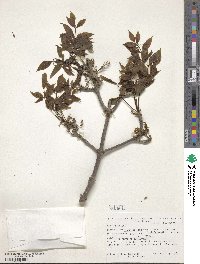 Fraxinus sieboldiana image