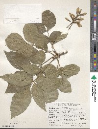 Fraxinus sieboldiana image