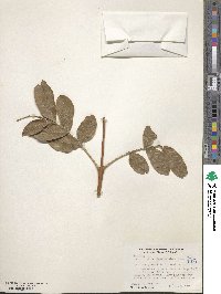 Image of Fraxinus malacophylla