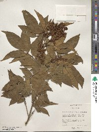 Fraxinus sieboldiana image