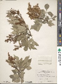 Fraxinus sieboldiana image