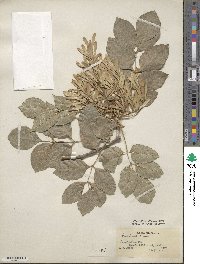 Fraxinus ornus image