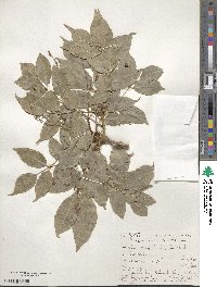 Fraxinus ornus image