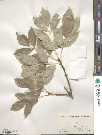 Fraxinus ornus image