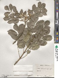 Fraxinus ornus image