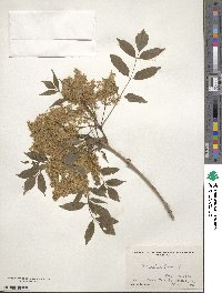 Fraxinus ornus image