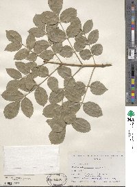 Fraxinus ornus image