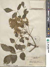 Fraxinus ornus image