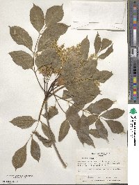 Fraxinus ornus image