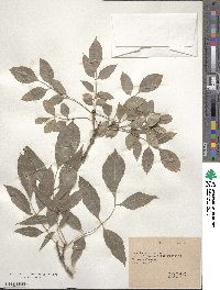 Fraxinus ornus image