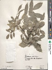 Fraxinus ornus image