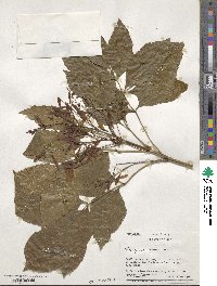 Fraxinus ornus image