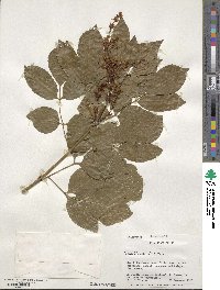 Fraxinus ornus image