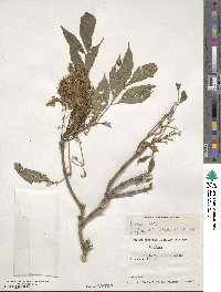 Fraxinus ornus image