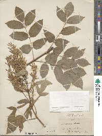 Fraxinus ornus image