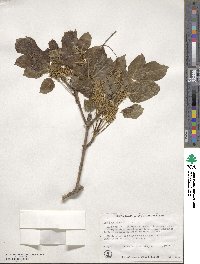 Fraxinus ornus image