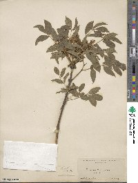 Fraxinus ornus image