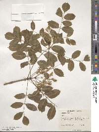 Fraxinus ornus image