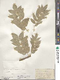 Fraxinus ornus image