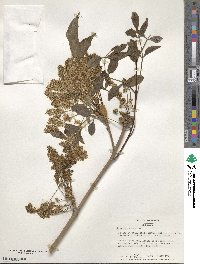 Fraxinus ornus image