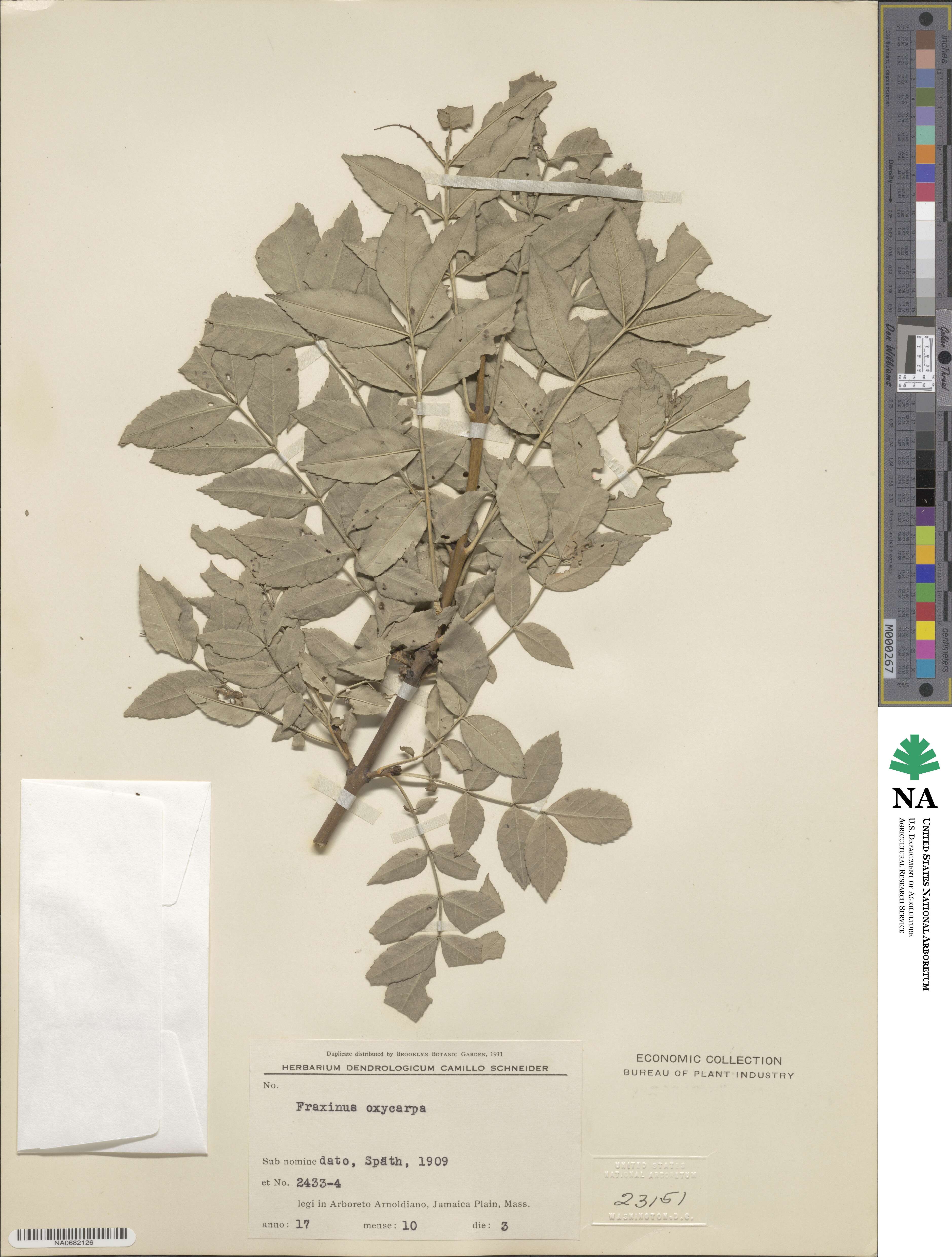 Fraxinus angustifolia subsp. oxycarpa image