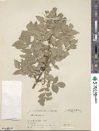 Fraxinus angustifolia image