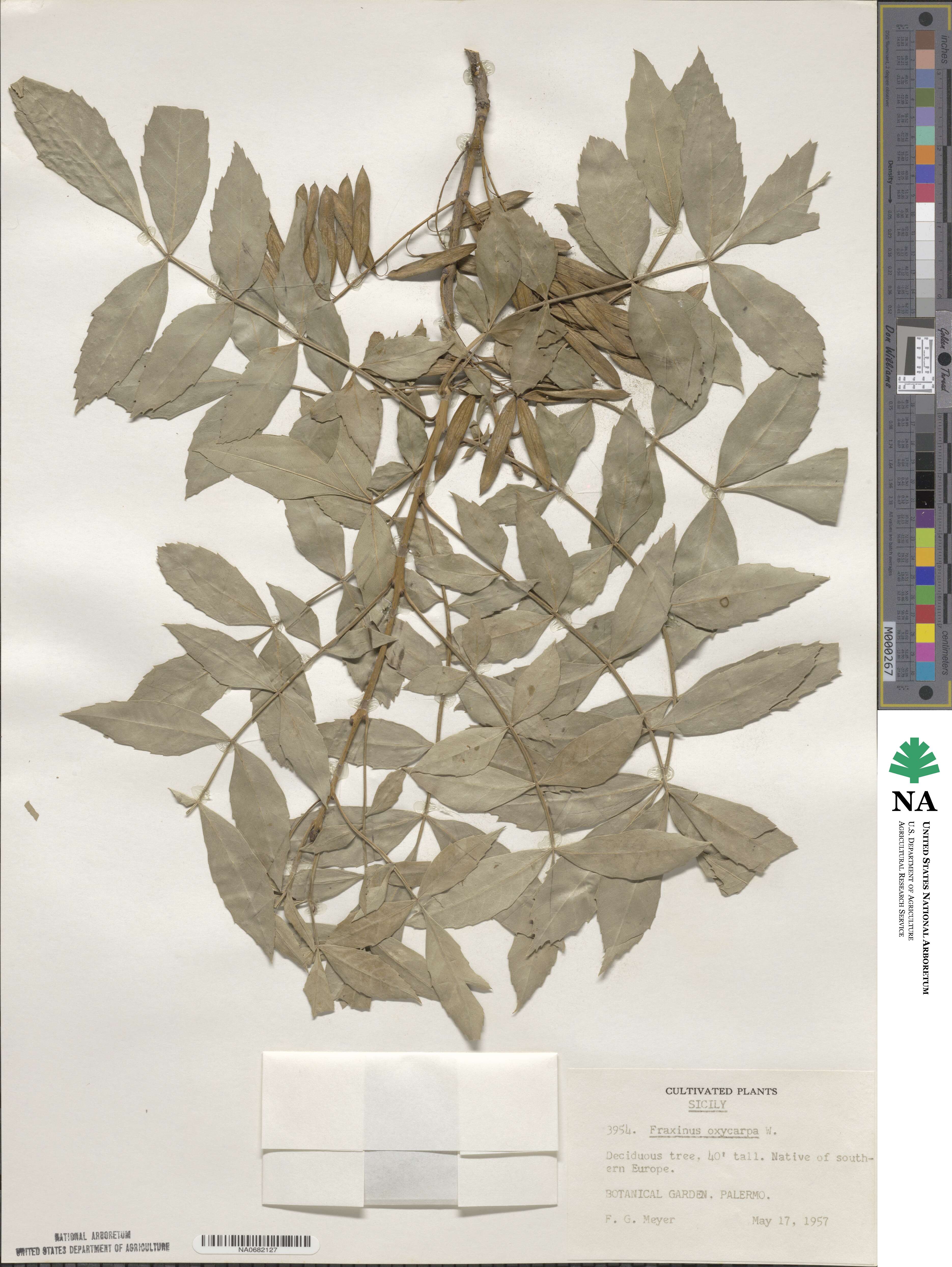 Fraxinus angustifolia subsp. oxycarpa image