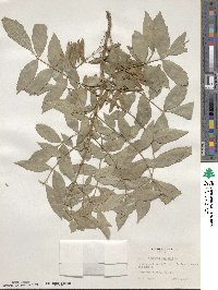 Fraxinus angustifolia subsp. oxycarpa image