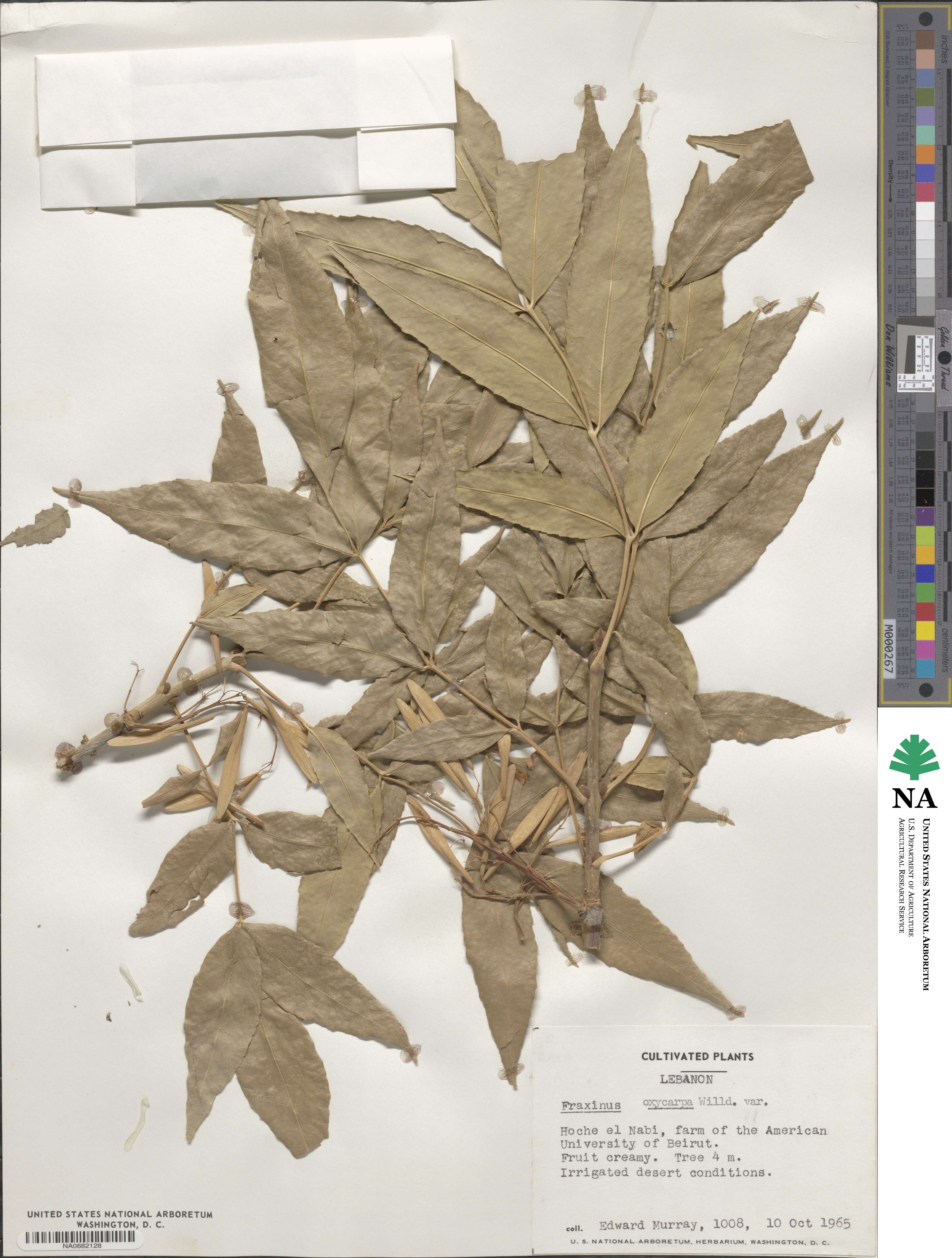 Fraxinus angustifolia subsp. oxycarpa image