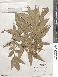 Fraxinus angustifolia subsp. oxycarpa image