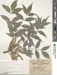 Fraxinus angustifolia image