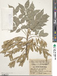 Fraxinus angustifolia subsp. oxycarpa image