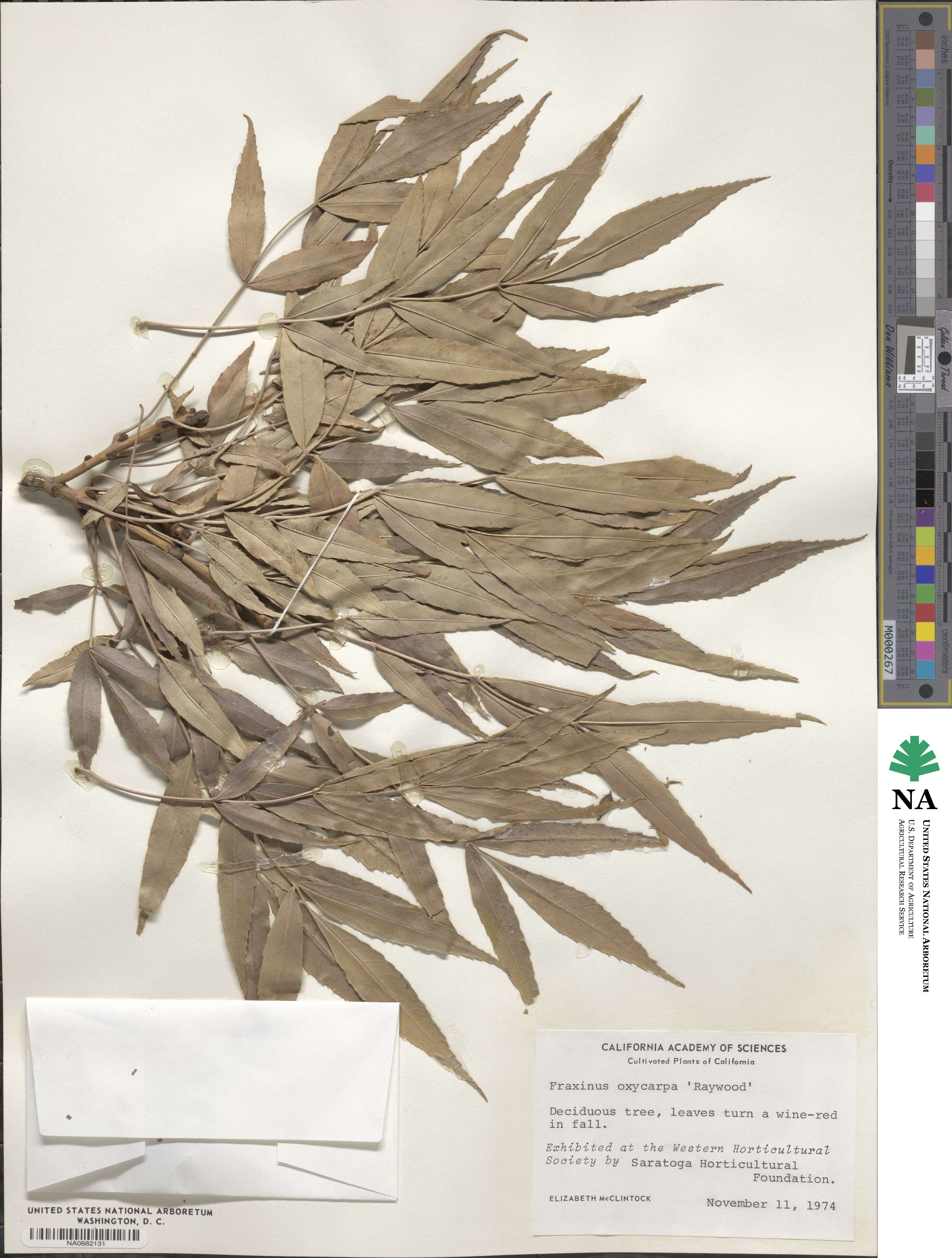 Fraxinus angustifolia subsp. oxycarpa image