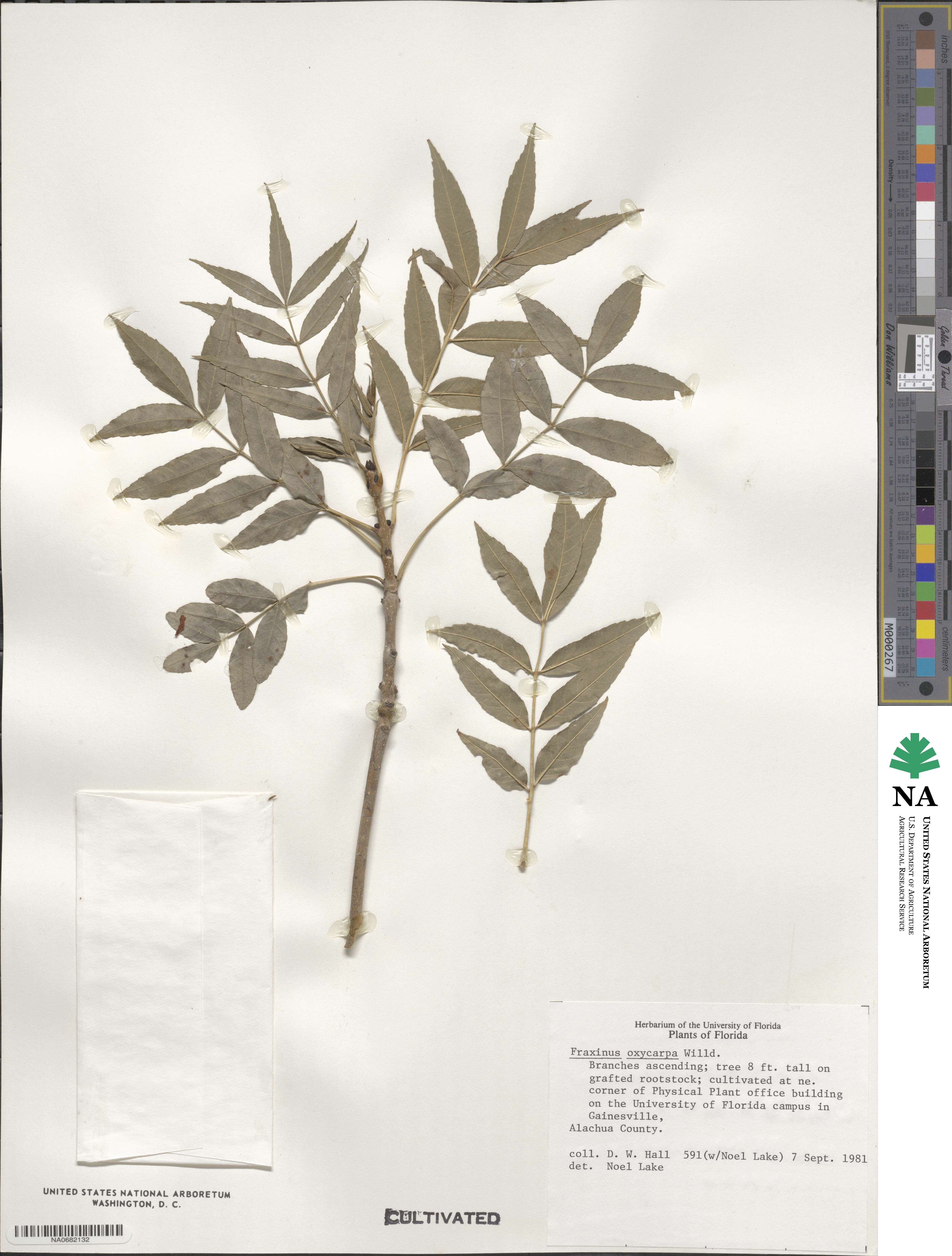 Fraxinus angustifolia subsp. oxycarpa image