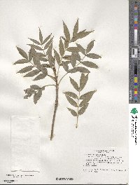 Fraxinus angustifolia image