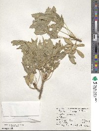 Fraxinus angustifolia image