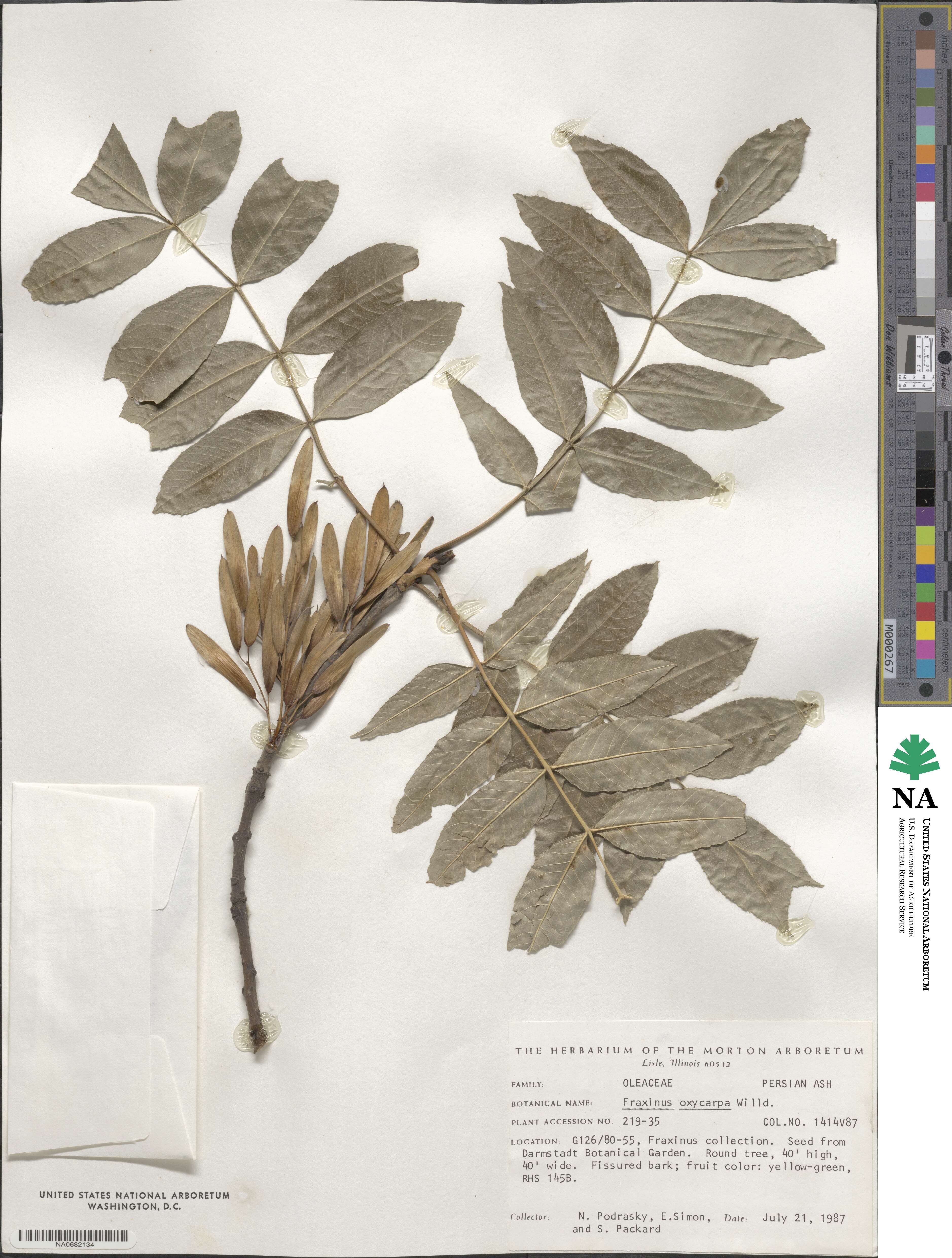 Fraxinus angustifolia image