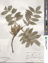 Fraxinus angustifolia subsp. oxycarpa image