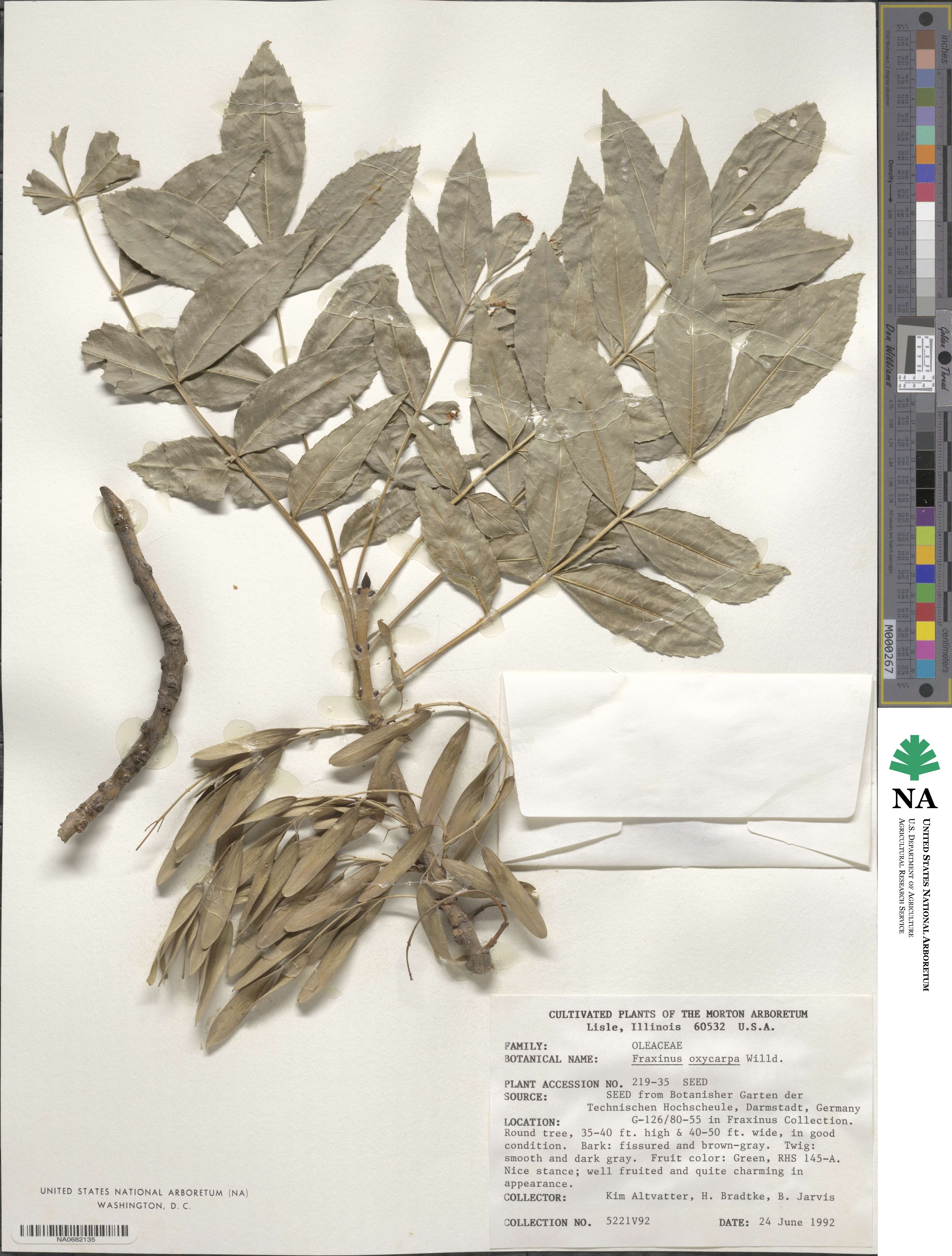 Fraxinus angustifolia subsp. oxycarpa image