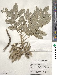 Fraxinus angustifolia image