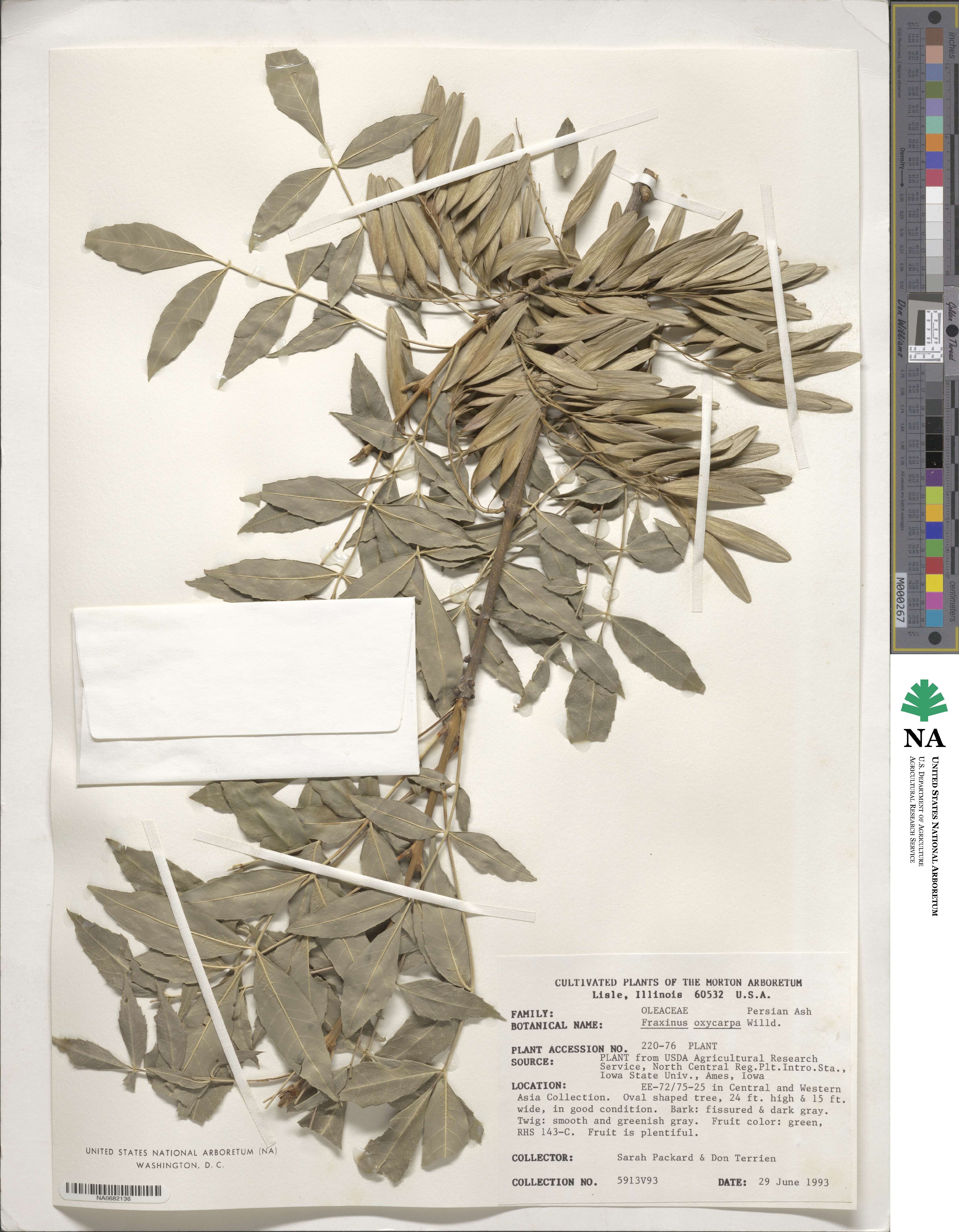 Fraxinus angustifolia subsp. oxycarpa image