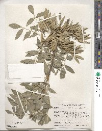 Fraxinus angustifolia image