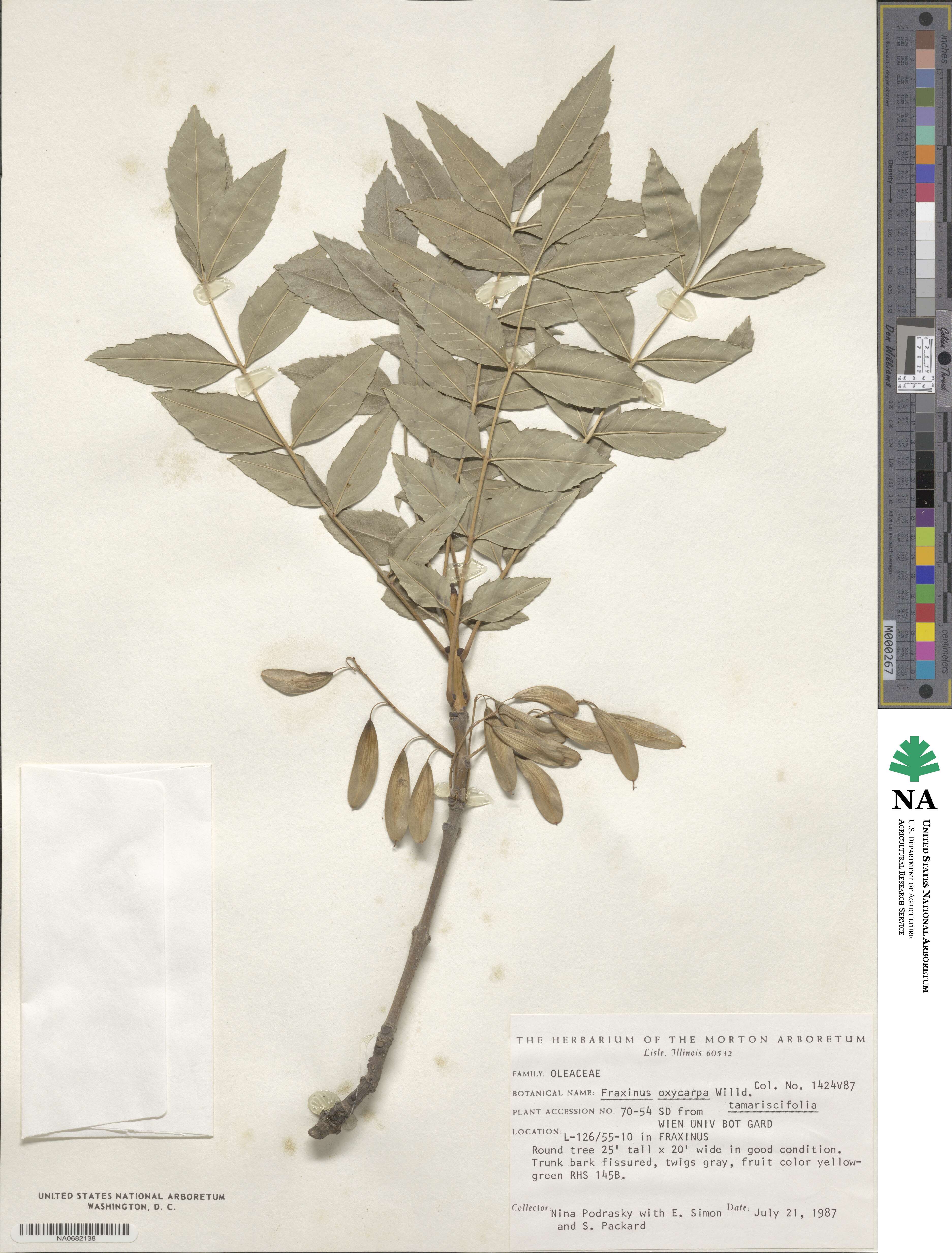 Fraxinus angustifolia subsp. oxycarpa image