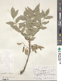 Fraxinus angustifolia image