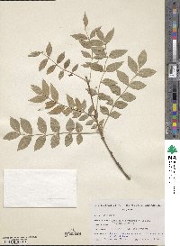 Fraxinus angustifolia subsp. oxycarpa image