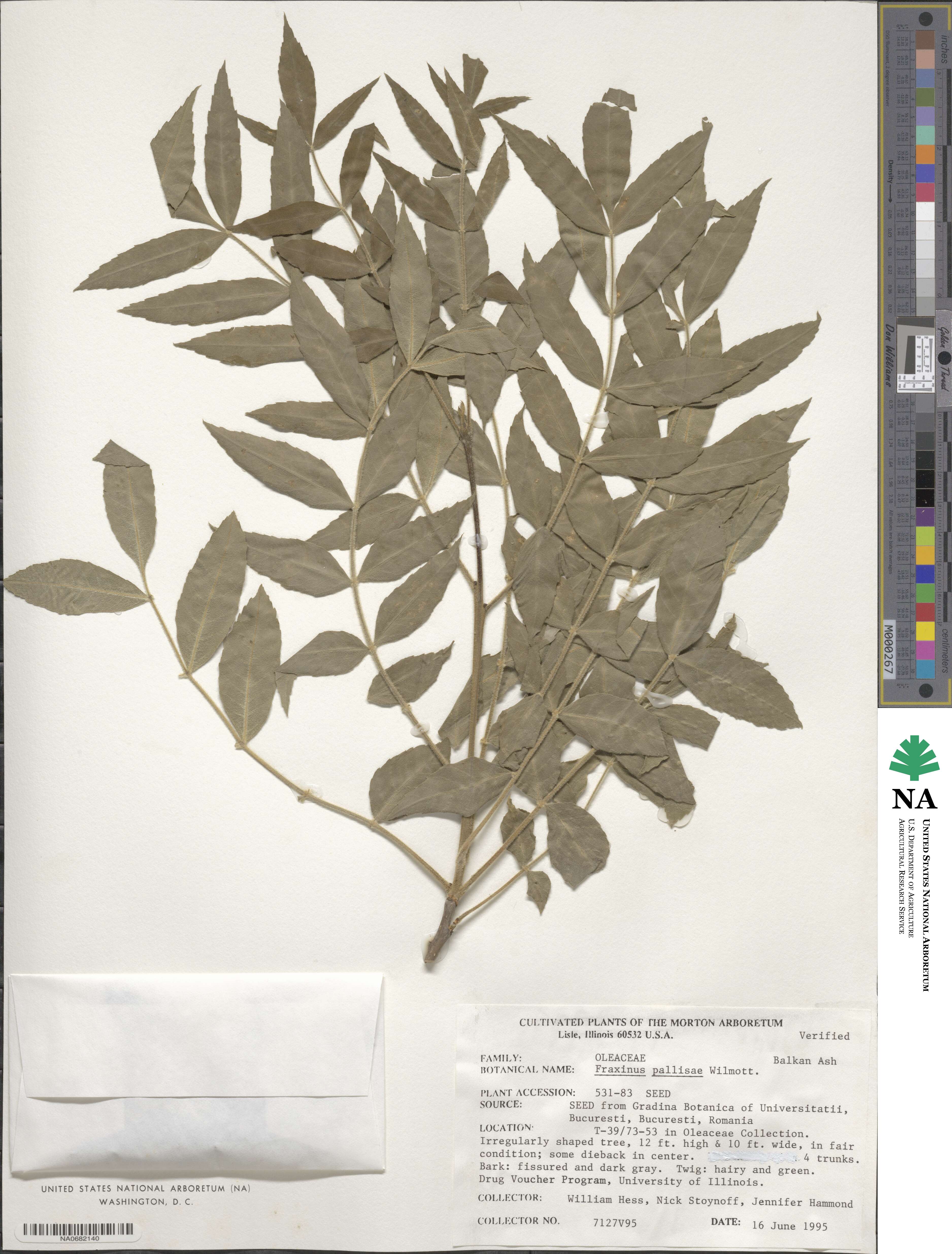 Fraxinus pallisiae image