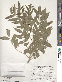 Fraxinus pallisiae image