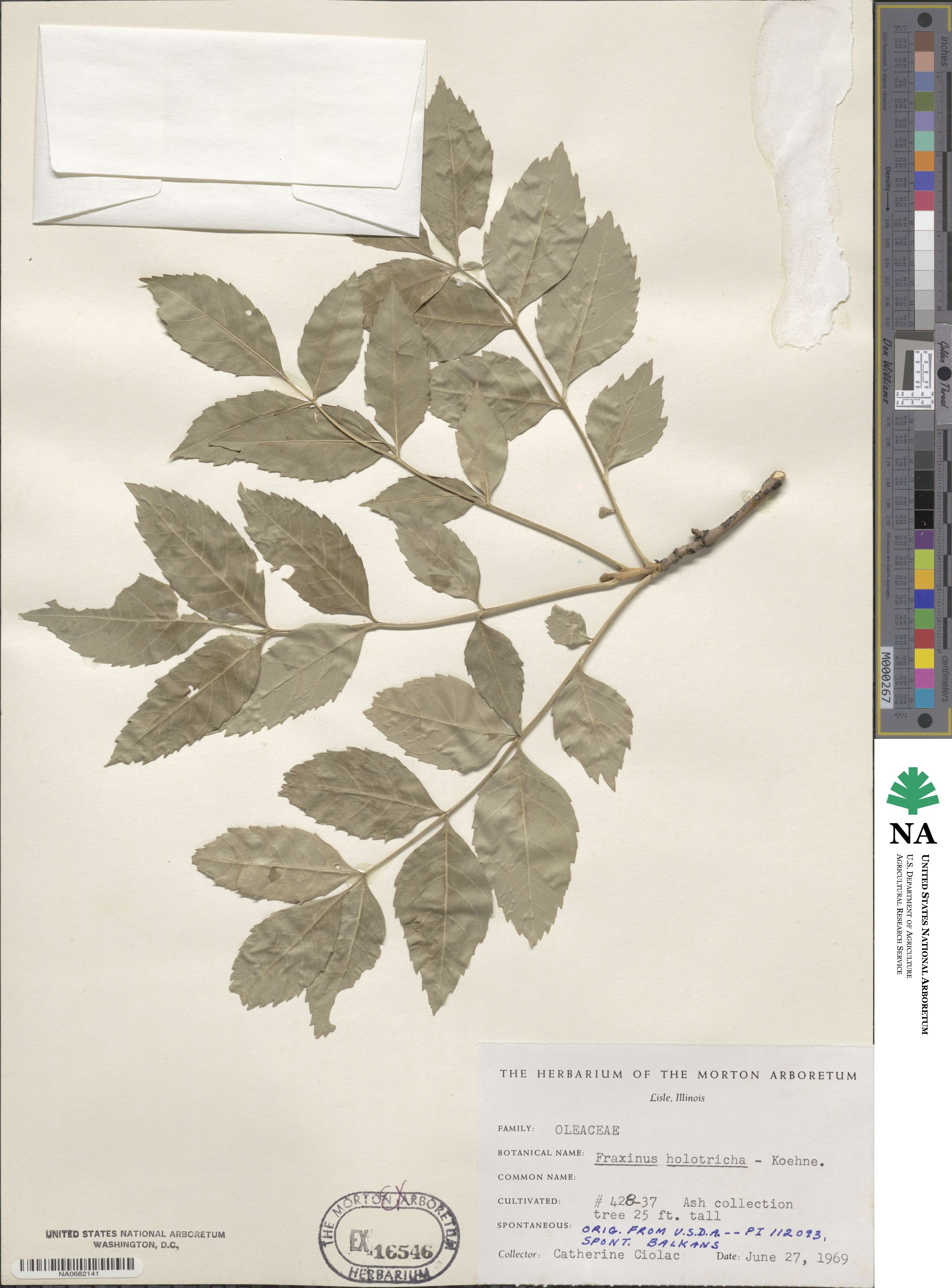 Fraxinus pallisiae image