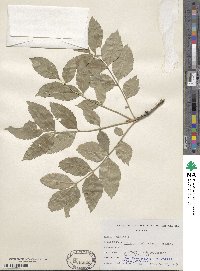 Fraxinus pallisiae image