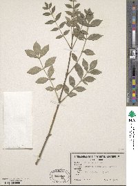 Fraxinus pallisiae image